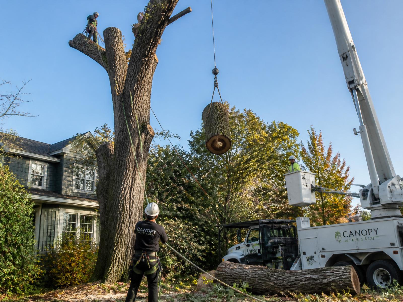 Tree Services